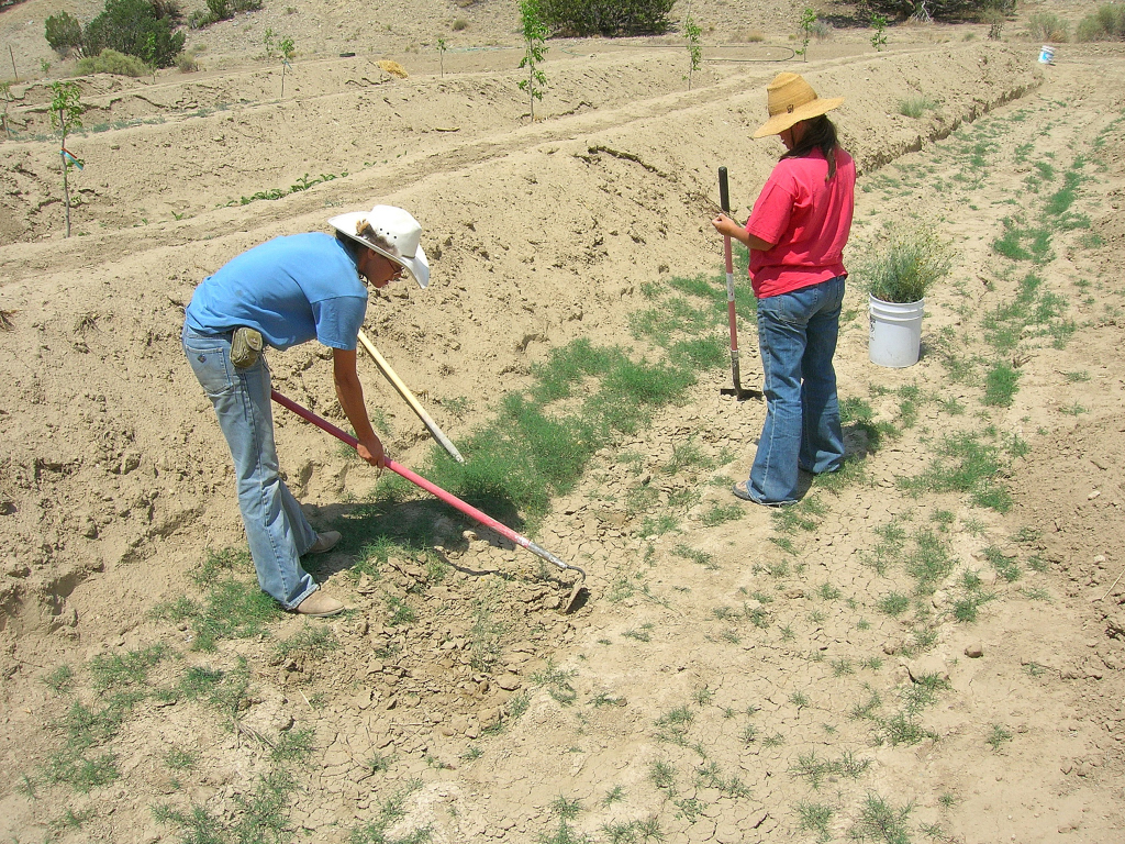second planting of cota