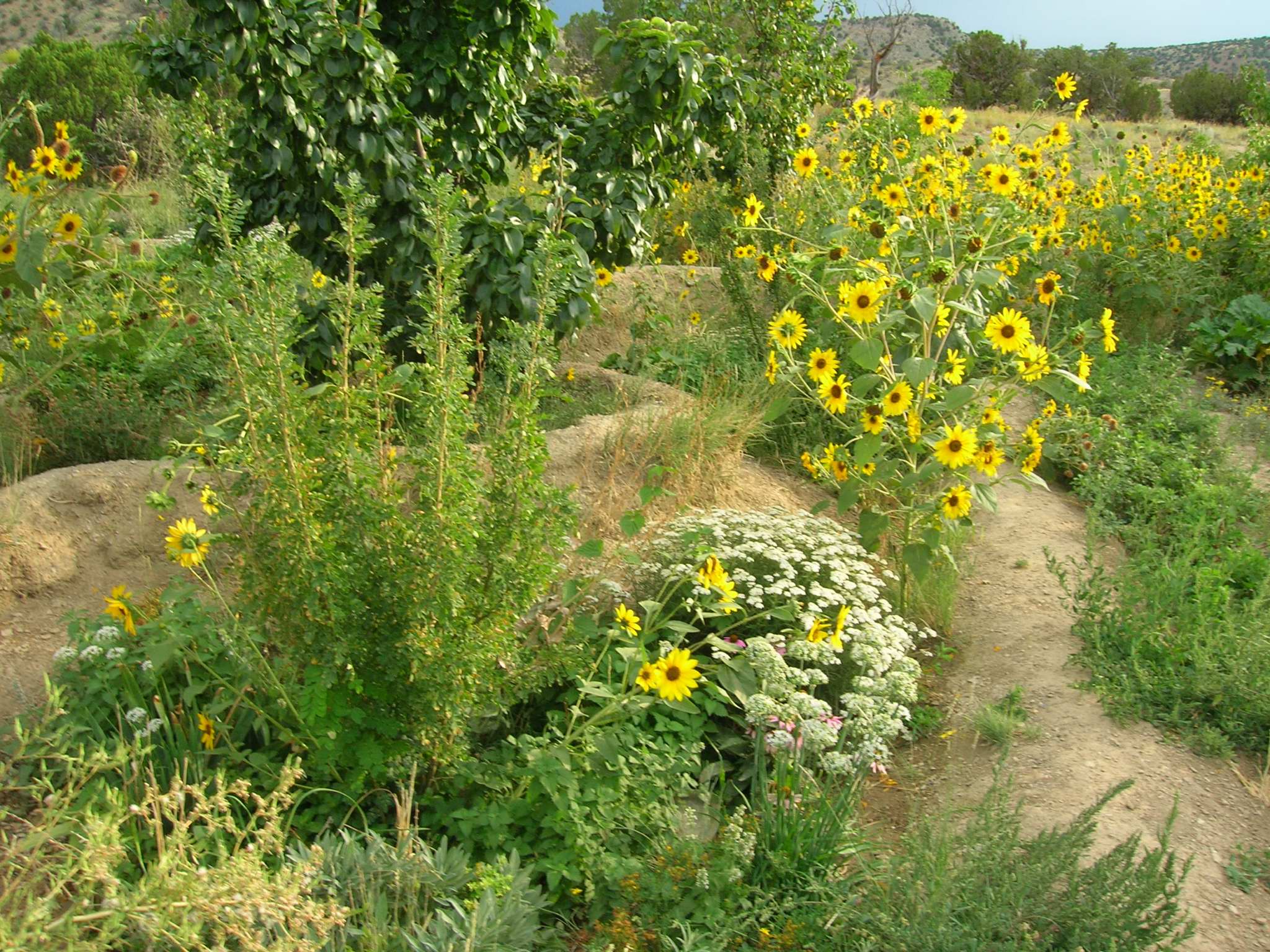 The Garden in 2005