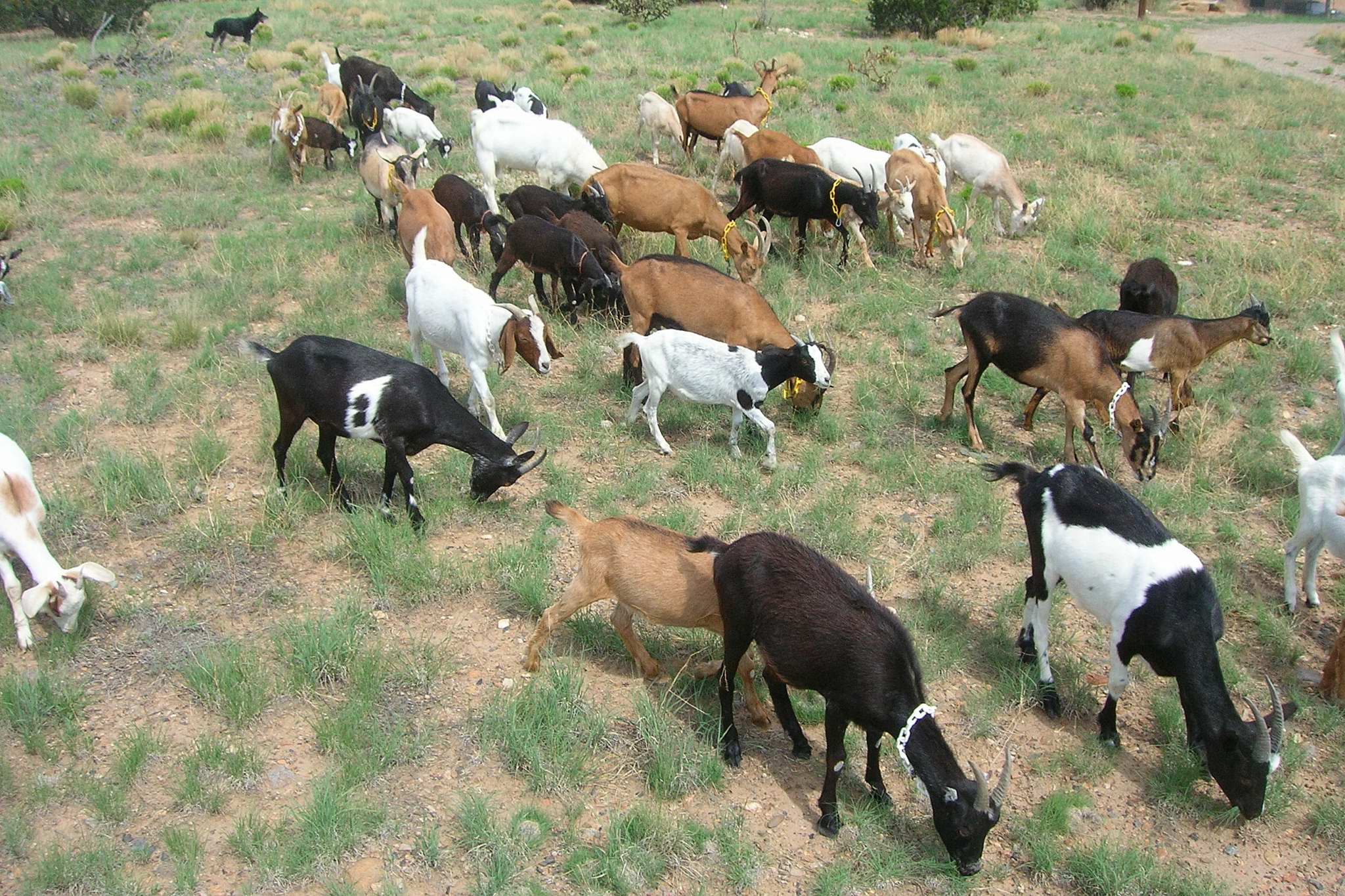 Goats Passing Through