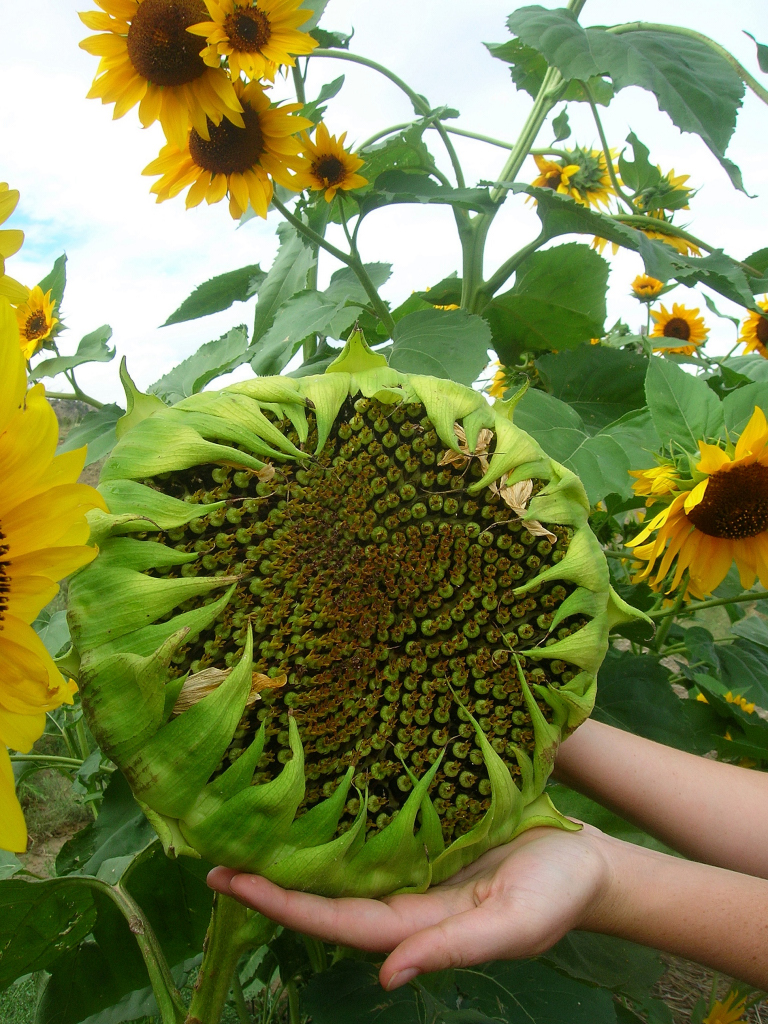 genetic diversity in sunflowers